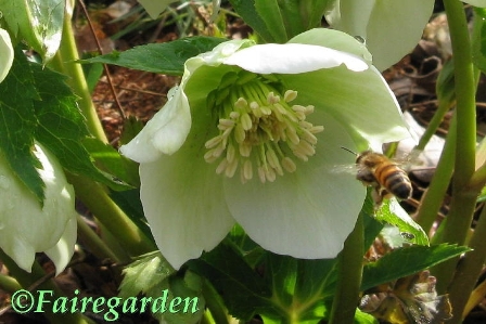 Faire Gardens-Hellebore-resized-August Picture This-Down On Your Knees Faire Gardens-Hellebore-resized-August Picture This-Down On Your Knees