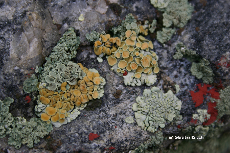 Lichen Lichen