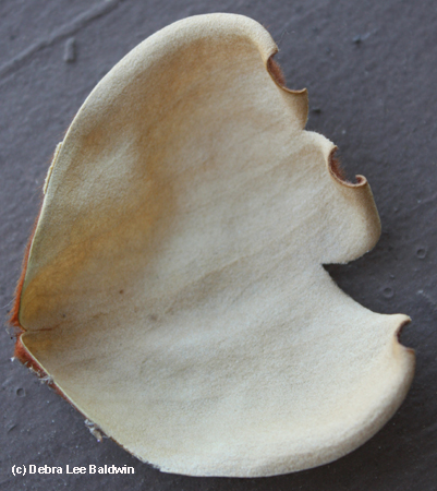 Magnolia petal2 Magnolia petal2