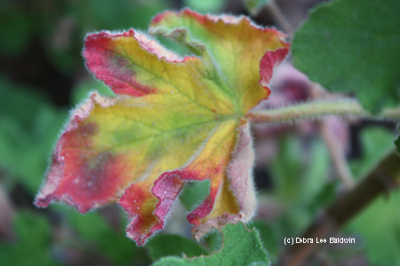 Mint geranium leaf Mint geranium leaf