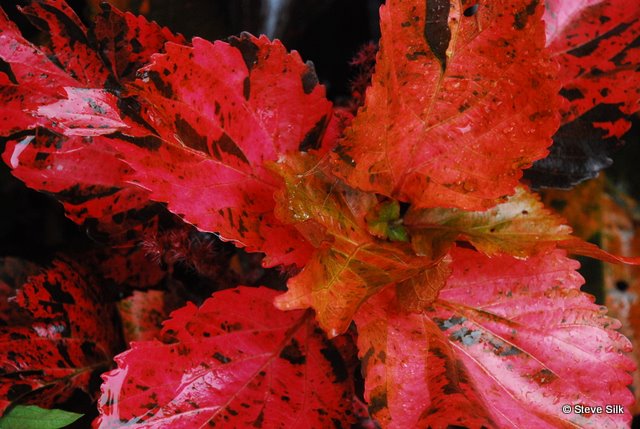 Orange leaves 011 Orange leaves 011