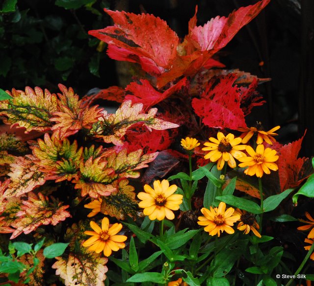 Orange leaves 050-1 Orange leaves 050-1