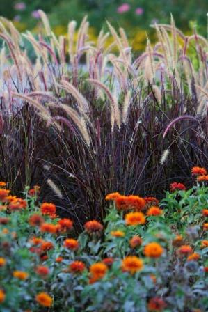 Pennisetum Zinnia
