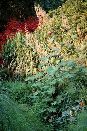 Plume poppy and miscanthus-resized Plume poppy and miscanthus-resized