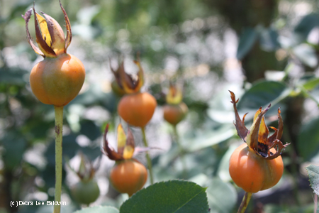 Rose hips Rose hips