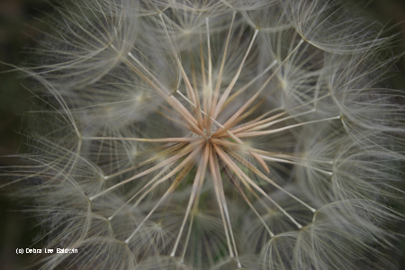 Seedhead Seedhead