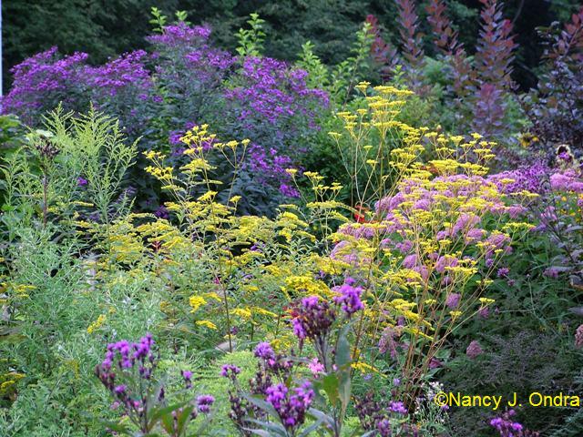 Solidago Patrinia and Vernonia Aug 29 09 njo Solidago Patrinia and Vernonia Aug 29 09 njo