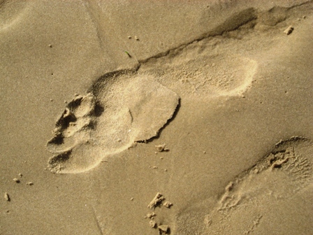 footprint-resized footprint-resized