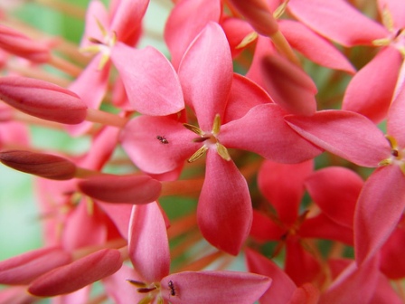 ixora with ants on it-resized- August PTPC-Honorable Mentiond ixora with ants on it-resized- August PTPC-Honorable Mentiond