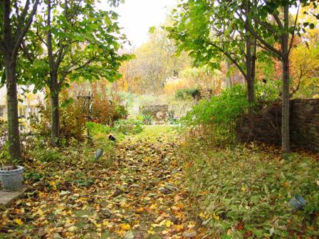11905-fall garden-tilia cordata walkway.jpg-resized 11905-fall garden-tilia cordata walkway.jpg-resized