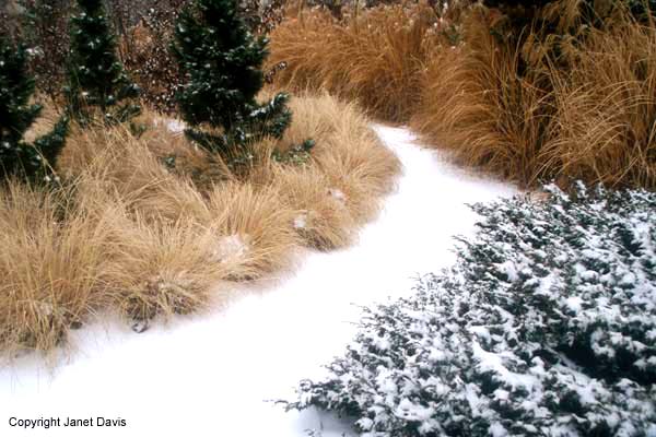 Beautiful Botany winter grasses combo Beautiful Botany winter grasses combo