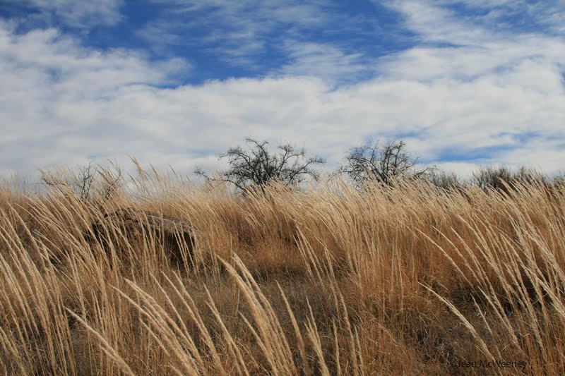 DigGrowCompostBlog Wild grasses