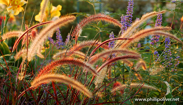 Dirt Therapy Pennisetum set Rubrum with other blooms Dirt Therapy Pennisetum set Rubrum with other blooms