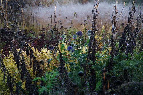 Echinops Echinops
