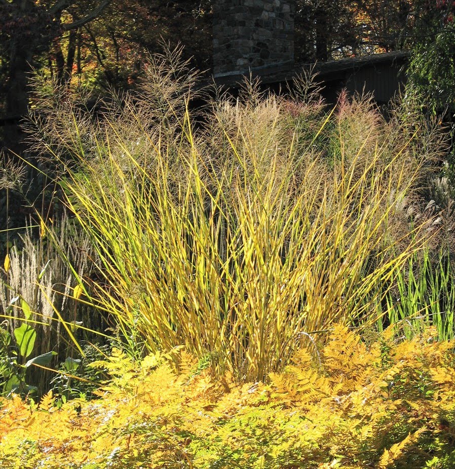 Federal Twist Panicum Cloud 9 yellow