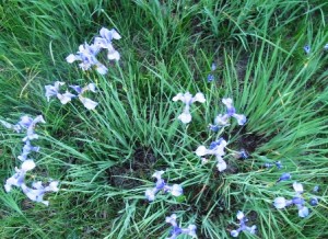 Iris_sibirica_near_Lj_Slo[1].jpg-Noel Kingsbury-resized