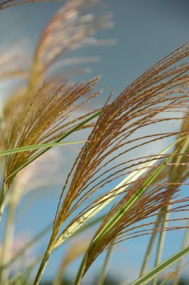 Little Wing Garden Miscanthus seedhead Little Wing Garden Miscanthus seedhead