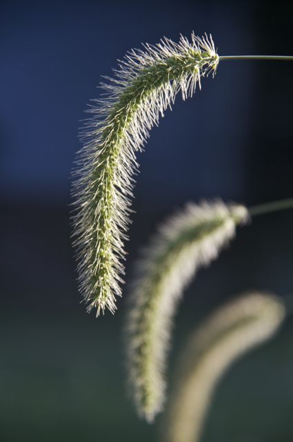 Mac Gardens Foxtail closeup