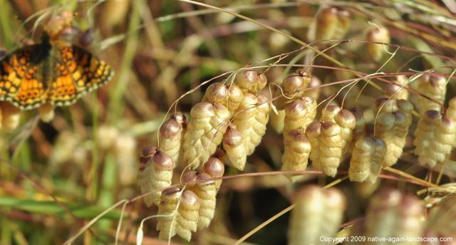 Native Again Landscape Briza maxima closeup
