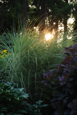 Tezas Garden Backlit miscanthus