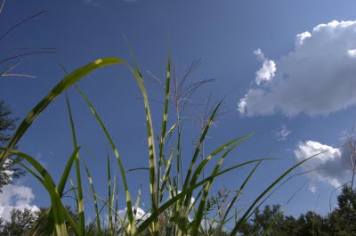 The Home Garden Miscanthus Zebrinus and Sky