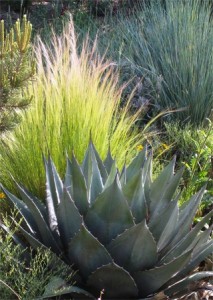 Agave havardiana