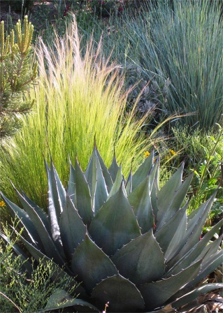 Agave havardiana Agave havardiana