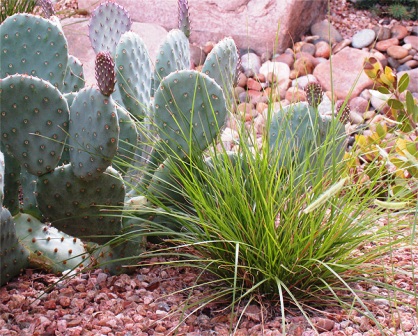 Beavertail Cactus Beavertail Cactus