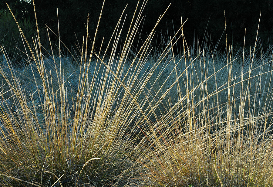 Wild Suburbia Muhlenbergia rigens Wild Suburbia Muhlenbergia rigens