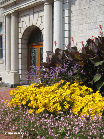 Yellow daisies Yellow daisies