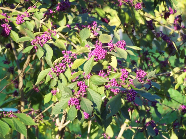 callicarpa berry callicarpa berry