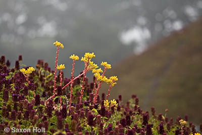 holt_977_020.CR2 holt_977_020.CR2