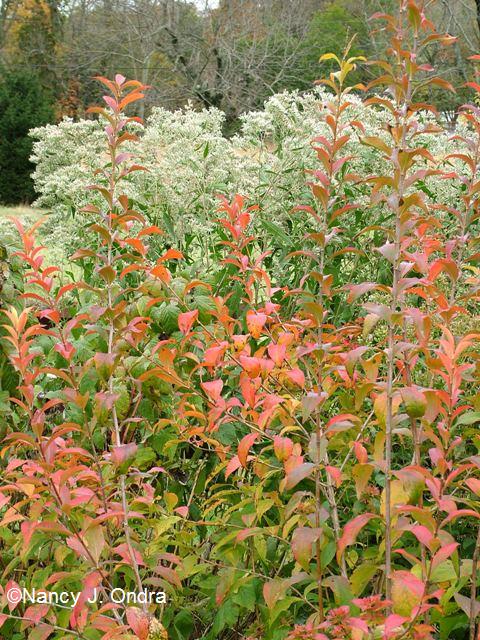 Abelia mosanensis Oct 18 09 Abelia mosanensis Oct 18 09
