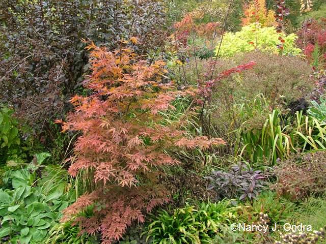 Acer palmatum in front garden Oct 18 09 Acer palmatum in front garden Oct 18 09