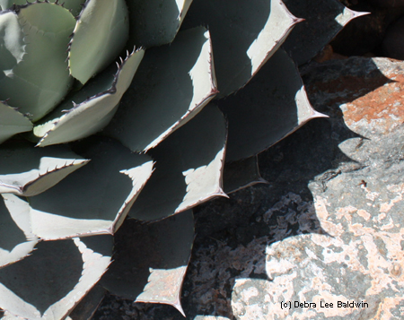 Agave cropped Agave cropped