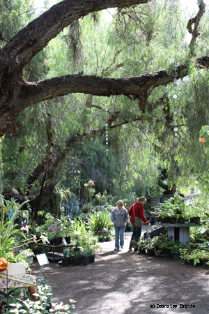 Buena Creek shoppers Buena Creek shoppers