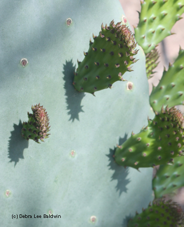 Cactus pads Cactus pads
