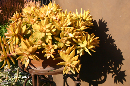 Cohen Sedum nus Cohen Sedum nus