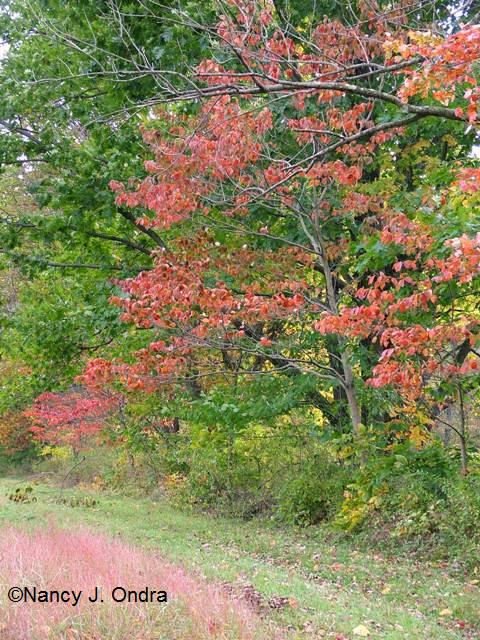 Cornus florida at farm oct 13 09 Cornus florida at farm oct 13 09