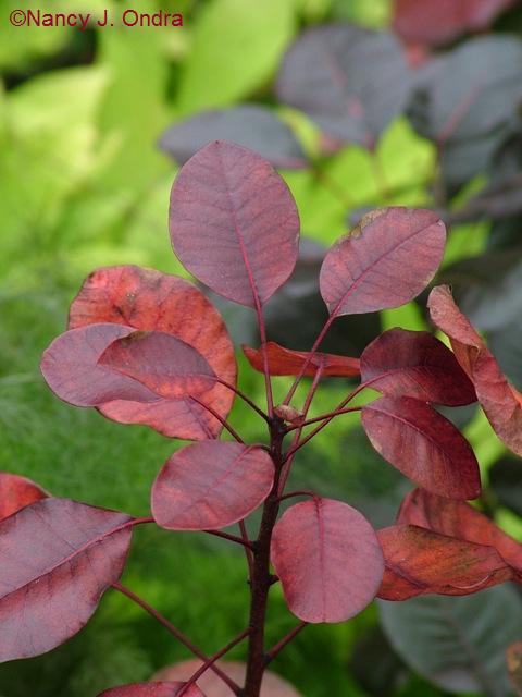 Cotinus Royal Purple Oct 12 09 Cotinus Royal Purple Oct 12 09