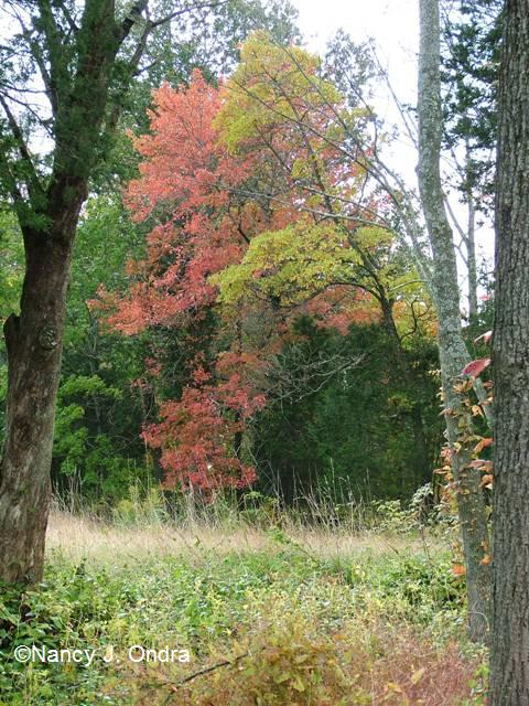 Fall color at farm Oct 13 09 Fall color at farm Oct 13 09