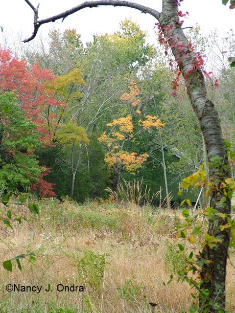 Field at farm Oct 13 09 Field at farm Oct 13 09