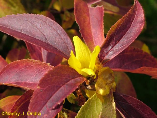 Forsythia viridissima Kumson Oct 13 09 Forsythia viridissima Kumson Oct 13 09