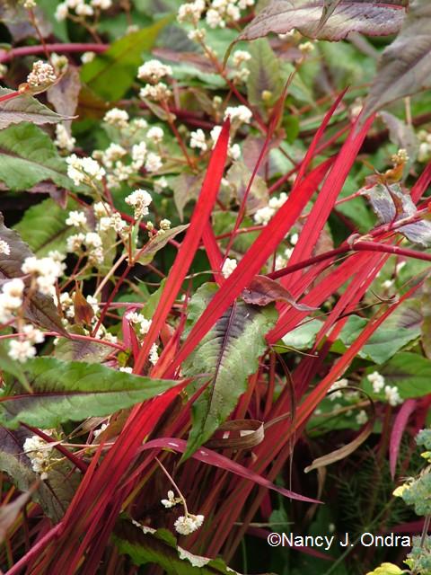 Imperata cylindrica Persicaria Red Dragon Oct 18 09 Imperata cylindrica Persicaria Red Dragon Oct 18 09