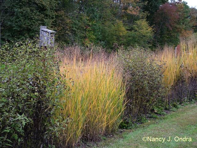 Long border at Hayefield Panicum Northwind oct 12 09 Long border at Hayefield Panicum Northwind oct 12 09