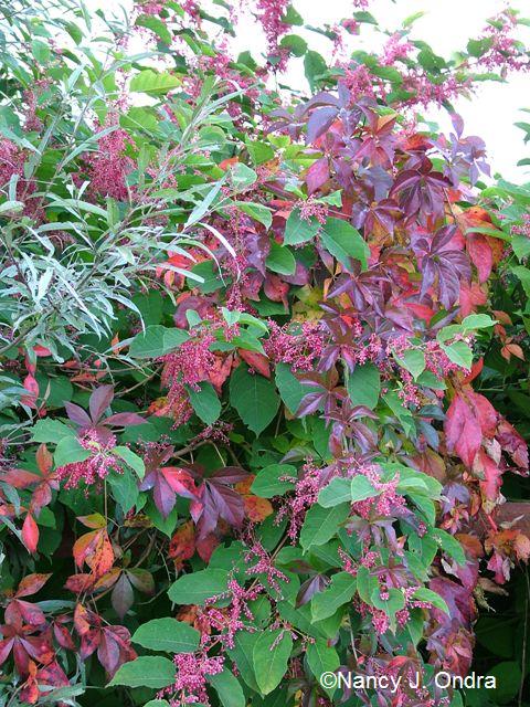 Parthenocissus quinquefolius Persicaria CB Oct 06 09 Parthenocissus quinquefolius Persicaria CB Oct 06 09