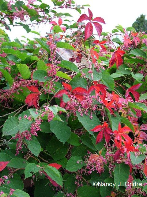 Parthenocissus quinquefolius Persicaria CB Oct 12 09 Parthenocissus quinquefolius Persicaria CB Oct 12 09