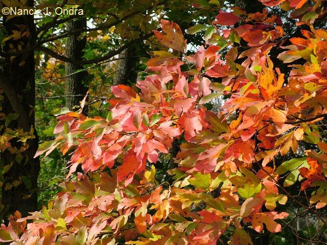 Sassafras closeup Oct 13 09 Sassafras closeup Oct 13 09