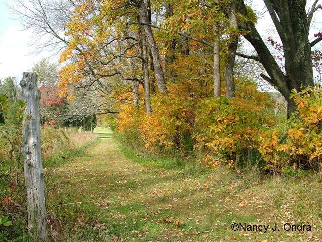 Sassafras row at farm oct 13 09 Sassafras row at farm oct 13 09
