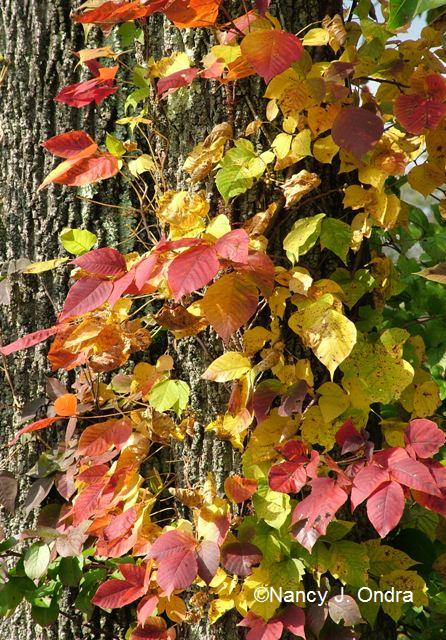 Toxicodendron radicans Oct 13 09 Toxicodendron radicans Oct 13 09